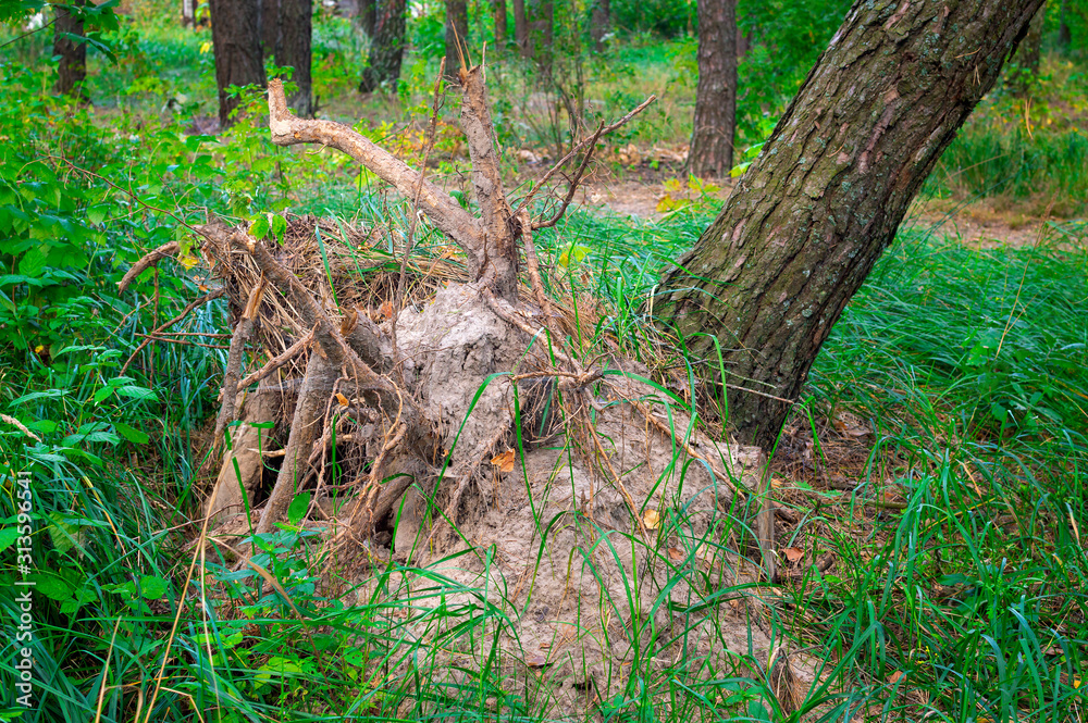 falling pine tree after hurricane with root disk torn out of the ground