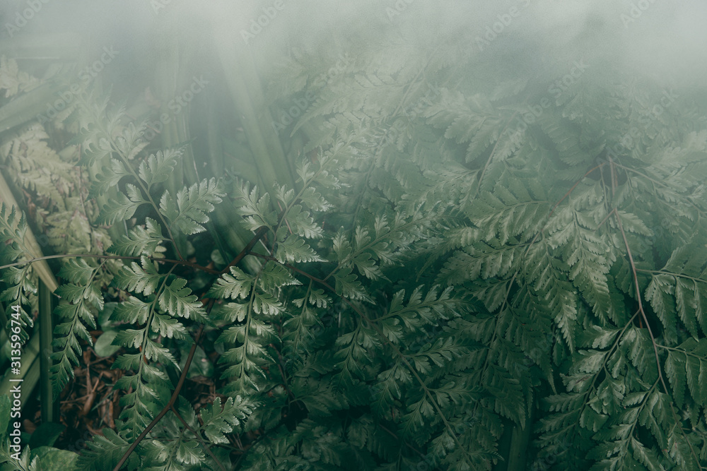 Vertical garden with tropical green leaf with fog and rain, Dark tone