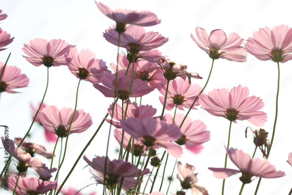 Cosmos flowers soft petal with wind sepia color beautiful in nature morning