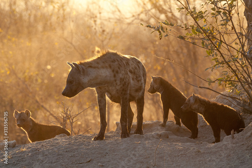 Female Spotted hyena with cubs at her den in morning light