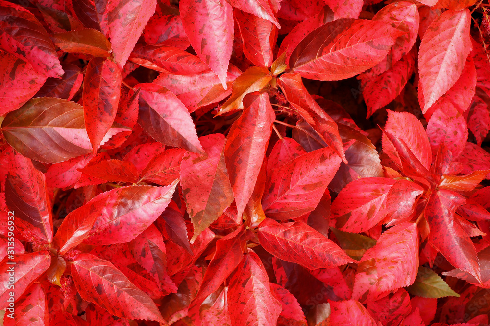Beautiful red leaves nature background. top view Beautiful red leaves nature background. top view
