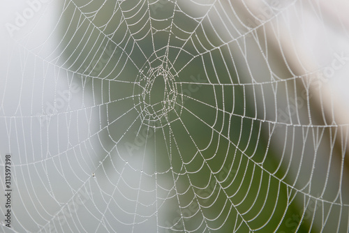 Spider web with drops of water from night fog