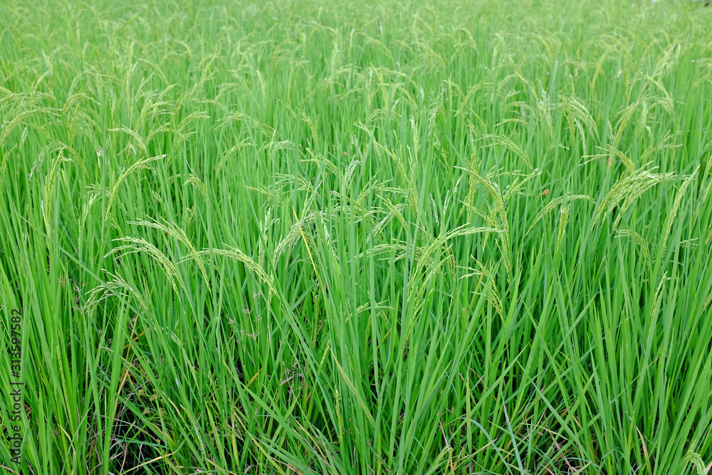 Young green rice in the rice fields background. Young green rice in the rice fields background.