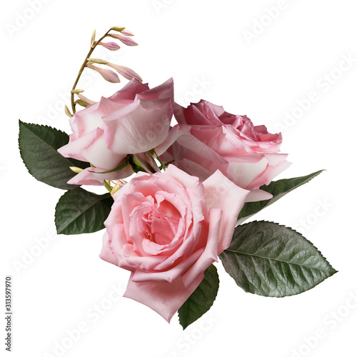 Fototapeta Naklejka Na Ścianę i Meble -  Pink roses isolated on black background. Floral arrangement, bouquet of garden flowers.