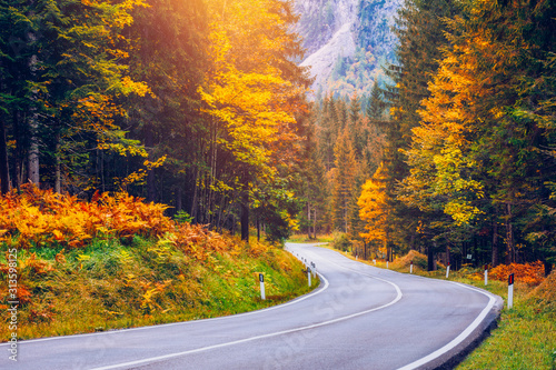 View of winding road. Asphalt roads in the Italian Alps in South Tyrol, during autumn season. Autumn scene with curved road and yellow larches from both sides in alp forest. Dolomite Alps. Italy