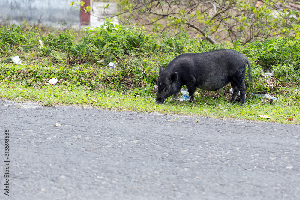 Beautiful little black piggy (sus scrofa) on the road at the tropical tourist destination Lake Toba, on the island Samosir, Sumatra, Indonesia Beautiful little black piggy (sus scrofa) on the road at the tropical tourist destination Lake Toba, on the island Samosir, Sumatra, Indonesia