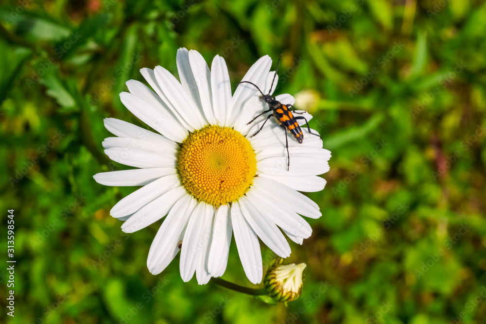 Colorful beetle on a garden camomile flower Colorful beetle on a garden camomile flower