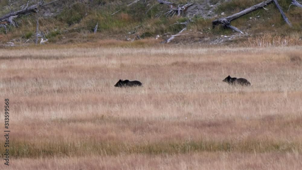 two grizzly bear cubs run across a meadow at yellowstone national park in wyoming, usa two grizzly bear cubs run across a meadow at yellowstone national park in wyoming, usa