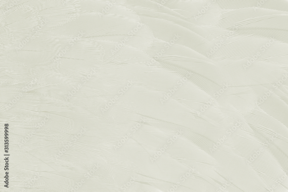 Obraz premium Beautiful white feather wool pattern texture background