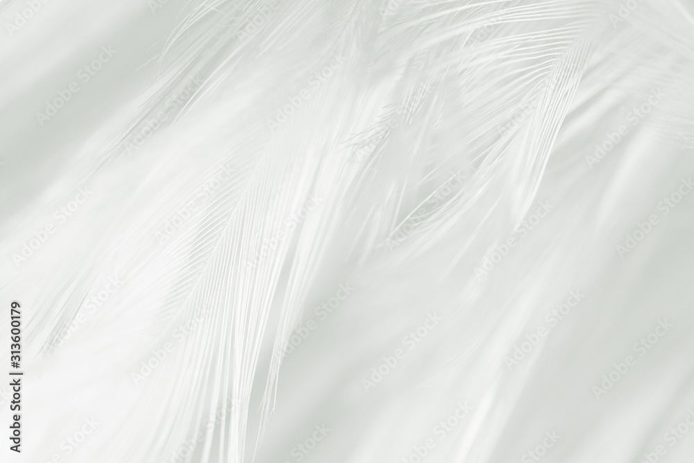 Beautiful line white feather wool pattern texture background Beautiful line white feather wool pattern texture background