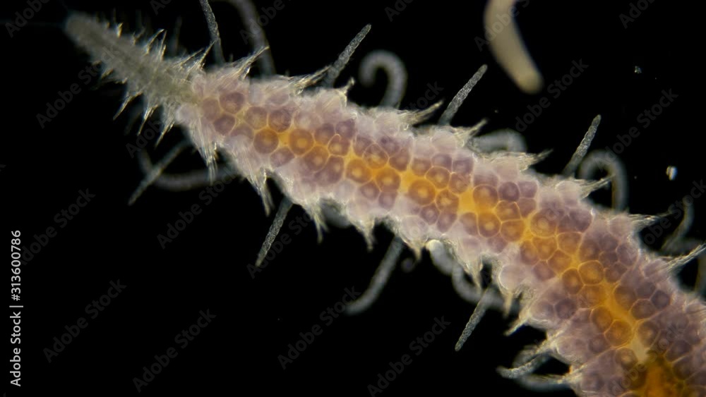 a sea ciliary worm under a microscope, of the Syllidae family, differs in others by the presence of a barrel-shaped ventricle, most of the worms are found in seas and fresh waters, the video shows how a sea ciliary worm under a microscope, of the Syllidae family, differs in others by the presence of a barrel-shaped ventricle, most of the worms are found in seas and fresh waters, the video shows how