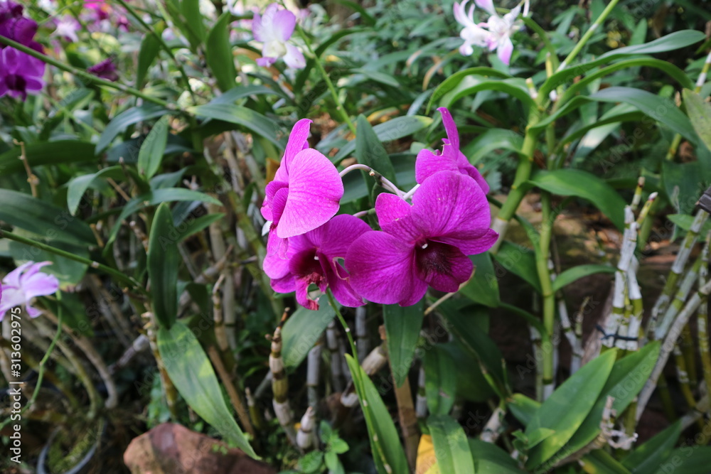 Orchid flowers in the Spring Day orchid garden for postcard design ideas, beauty and agricultural concepts. Orchid flowers in the Spring Day orchid garden for postcard design ideas, beauty and agricultural concepts.