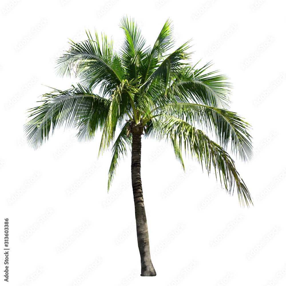 Obraz premium Coconut tree isolated on the white background.