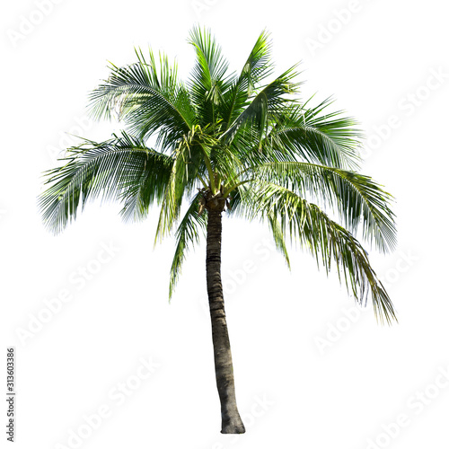 Coconut tree isolated on the white background.