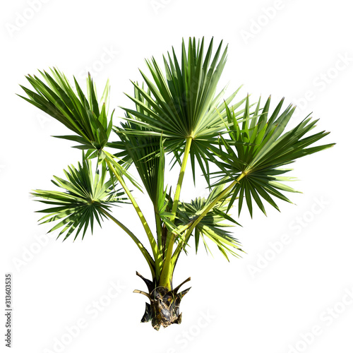Small or young Sugar palm isolated on the white background. © KE.Take a photo