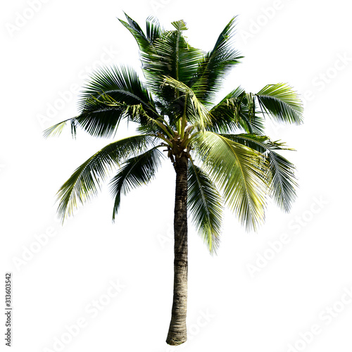 Coconut tree isolated on the white background.