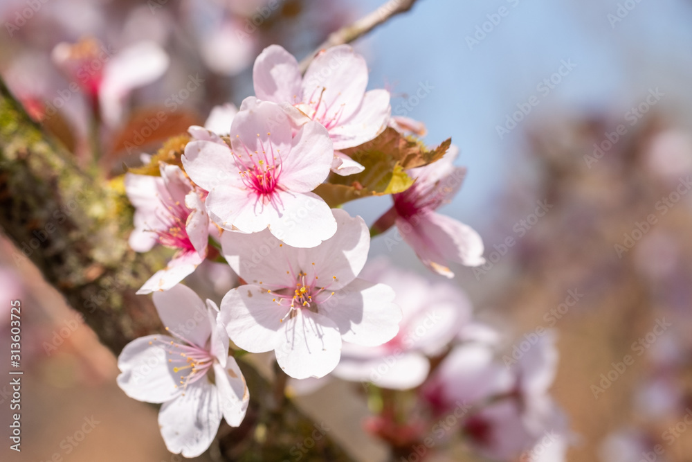 Prunus hillieri 'Spire' Detail Blüte