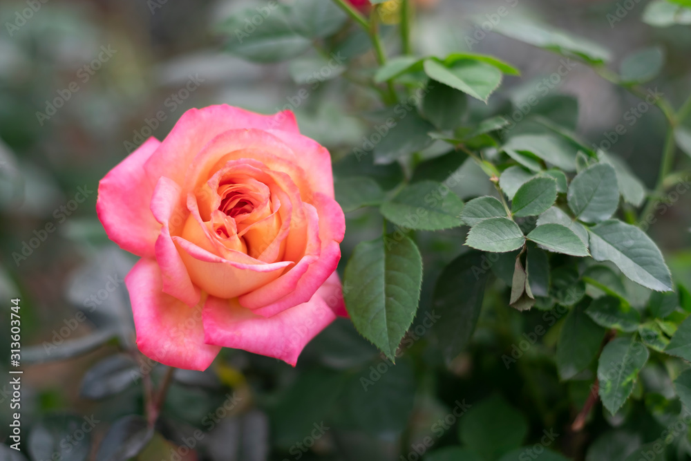 close up Pink roses in the garden . Valentine background