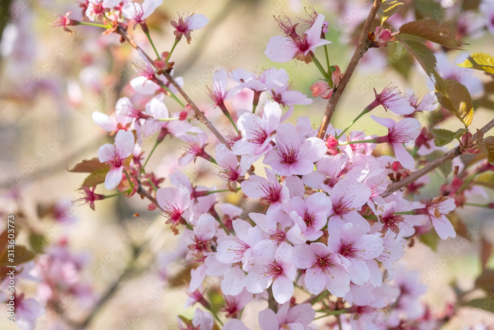 Prunus hillieri 'Spire' Detail Blüte