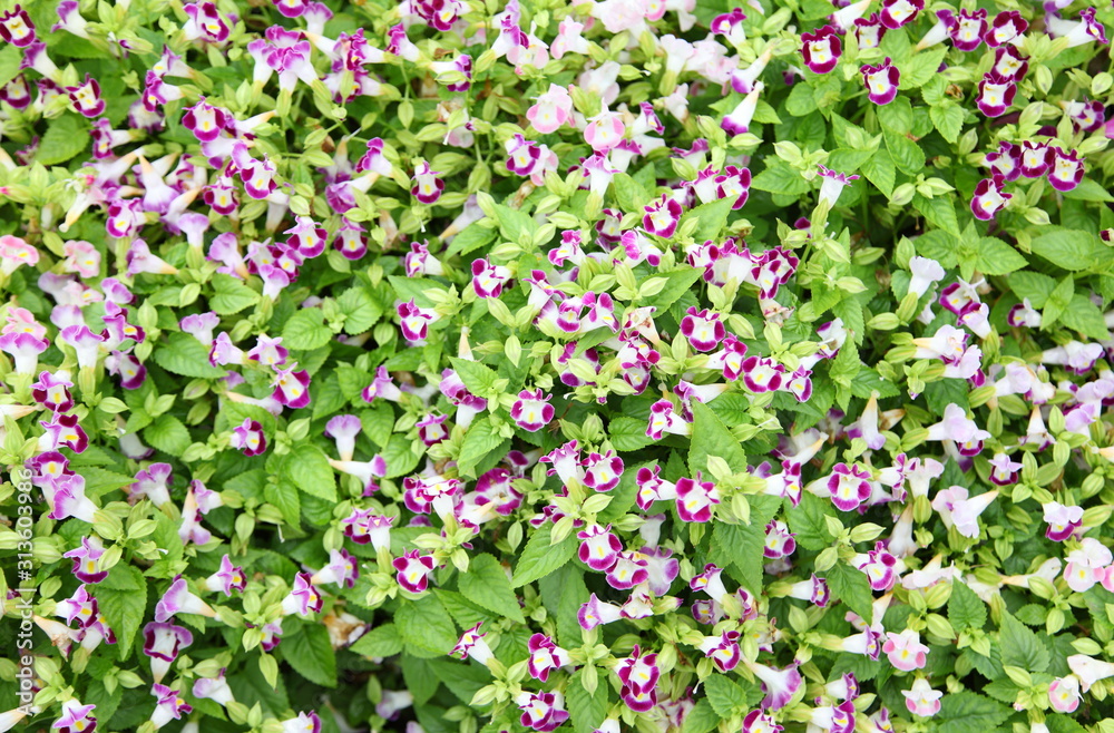 Wishbone flower, Bluewings or Torenia, can be used as background