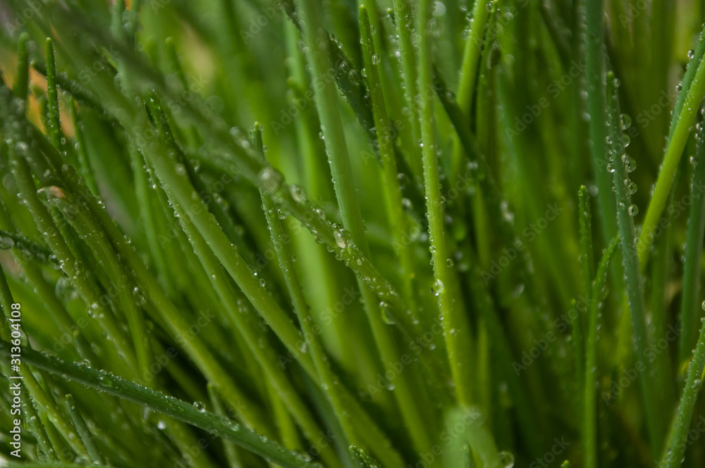 Closeup of drops of water on chive leaves Closeup of drops of water on chive leaves