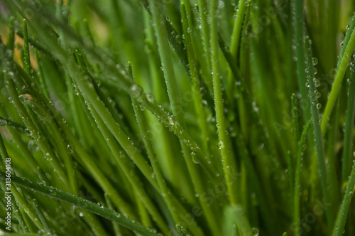 Closeup of drops of water on chive leaves
