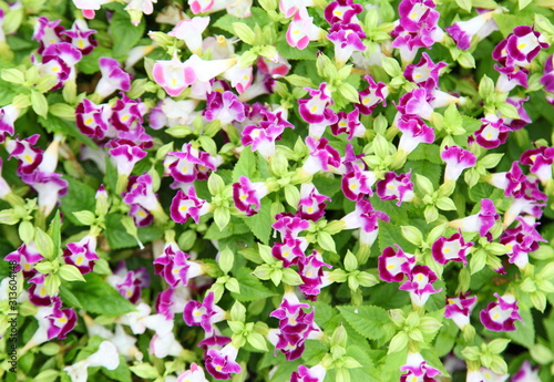 Wishbone flower, Bluewings or Torenia, can be used as background