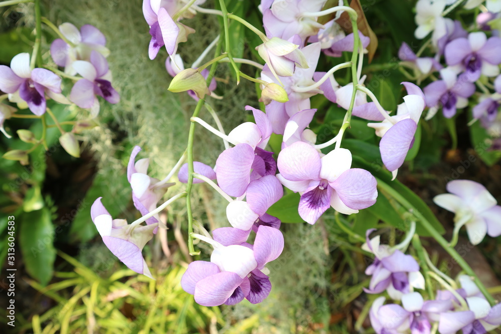 Orchid flowers in the Spring Day orchid garden for postcard design ideas, beauty and agricultural concepts.