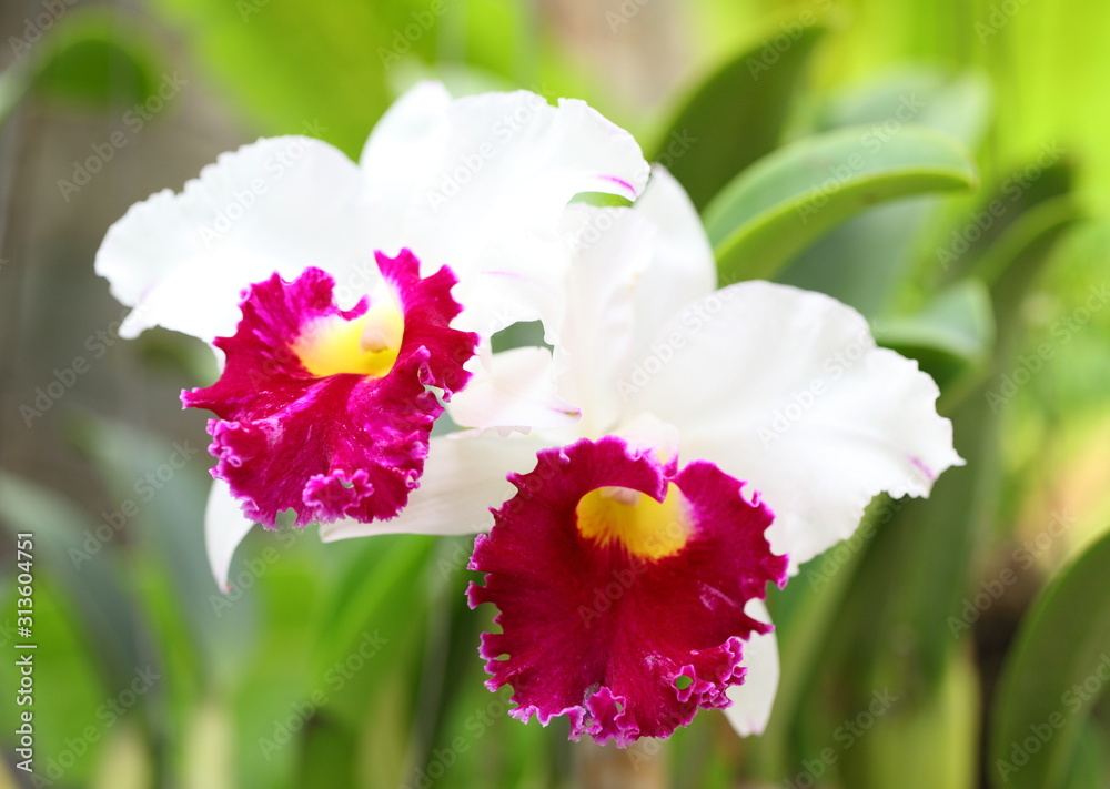 Close up Cattleya orchid Close up Cattleya orchid
