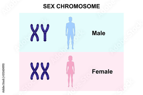 Sex chromosome, Men and Women, Male, Female photo