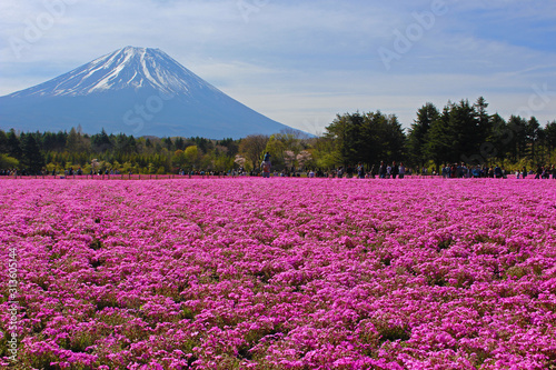 【日本】富士山の芝桜2