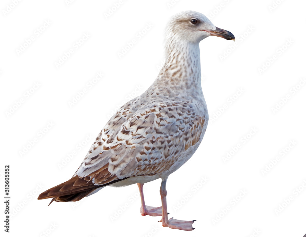 Fototapeta premium White and grey seagull isolated on white