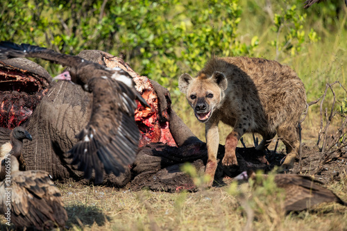 Fotografia hyena and vultures near the carcass of an old male elephant in the Masai Mara Ga