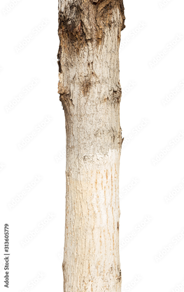 Fototapeta premium poplar stump on a white background