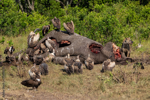 Fototapeta hyena and vultures near the carcass of an old male elephant in the Masai Mara Ga