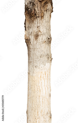 poplar stump on a white background