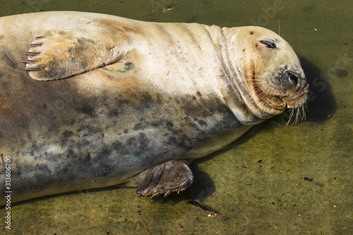 Closeup of a grey seal lying on its back reflected in still water. © irena iris szewczyk