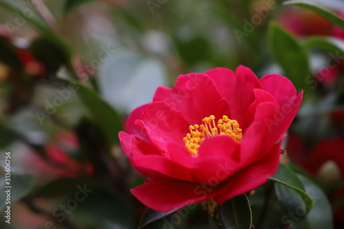 赤い山茶花の花