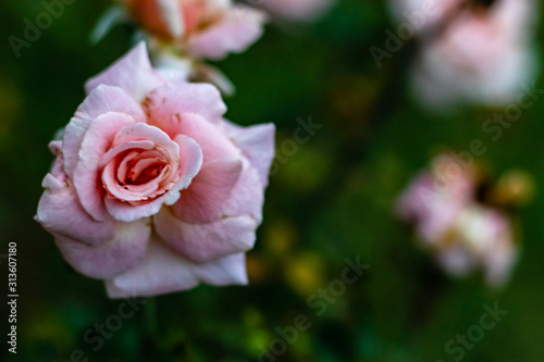 close up of tea rose in front of blurry flowers with copy space. beauty concept