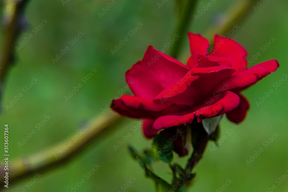 macro photography of blooming red rose with blurred branches background. lonely and winter concept macro photography of blooming red rose with blurred branches background. lonely and winter concept