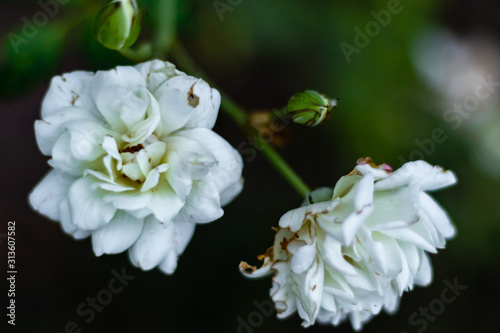 two beautiful white roses blooming in garden. couple concept