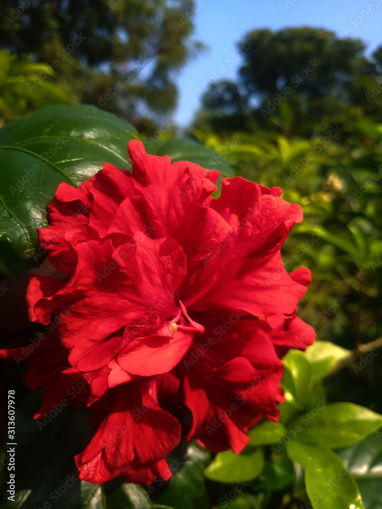red flower in the garden in dhanki red flower in the garden in dhanki