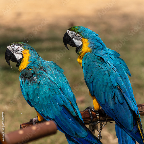 A pair of Blue-and-yellow macaw