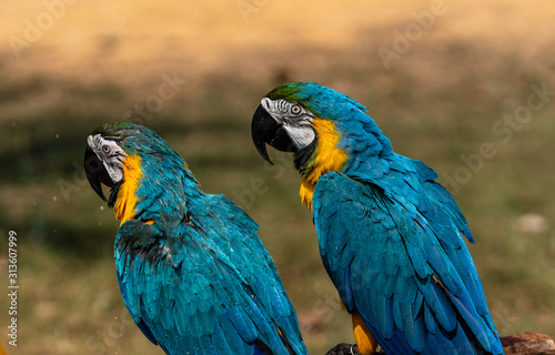 A pair of Blue-and-yellow macaw © hit1912