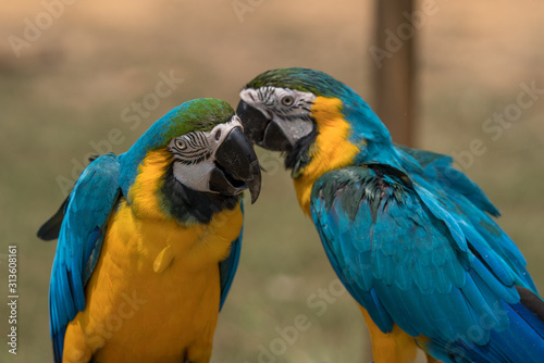 Close up image of Blue-and-yellow macaw