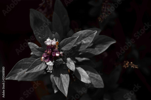 Discoloured plant