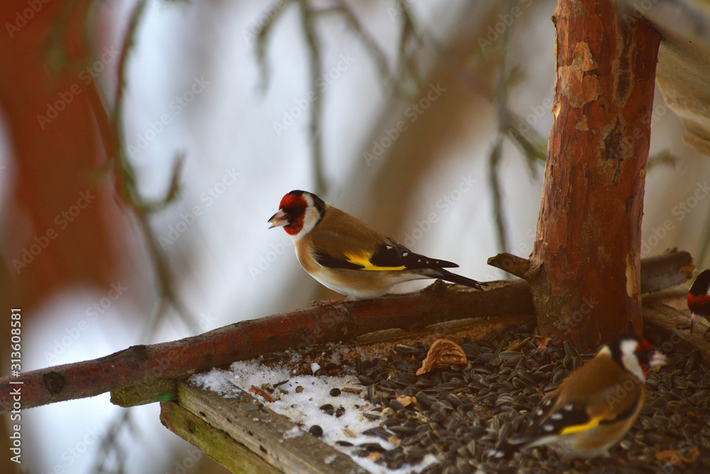 Naklejka premium The European goldfinch eats sunflowers seeds on the feeder rack in winter