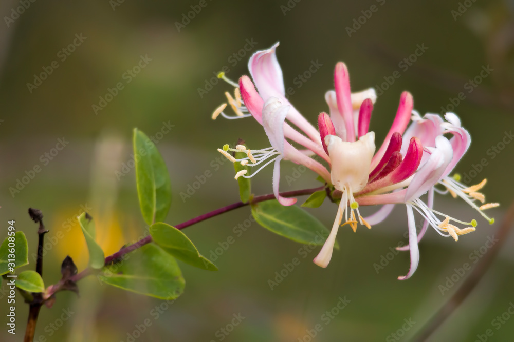 Fototapeta premium honeysuckle