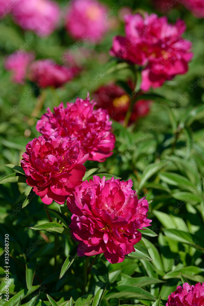 Peony flower. Red white and purple peony flowers blooming in the garden. Multicolor peonies macro closeup background. Peony flower. Red white and purple peony flowers blooming in the garden. Multicolor peonies macro closeup background.