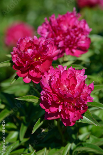 Peony flower. Red white and purple peony flowers blooming in the garden. Multicolor peonies macro closeup background.